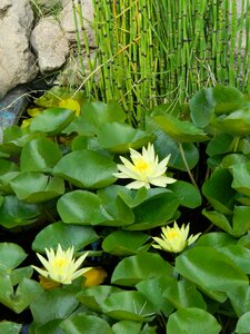 Flower nature aquatic