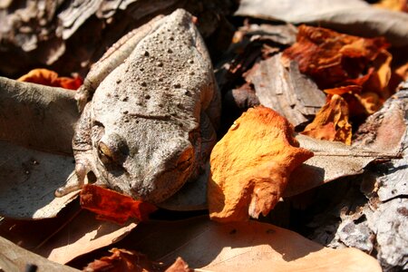 Nature amphibian