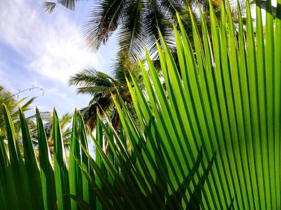 Tropical travel nature