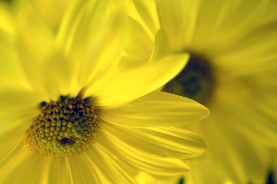 Nature floral