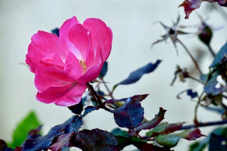 Spring romantica bloom photo