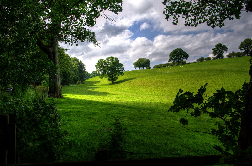 Scenic green trees