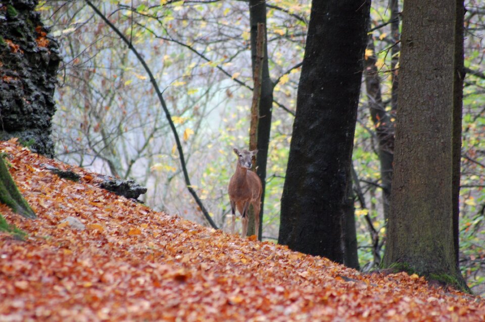 Forest wild animal scheu photo