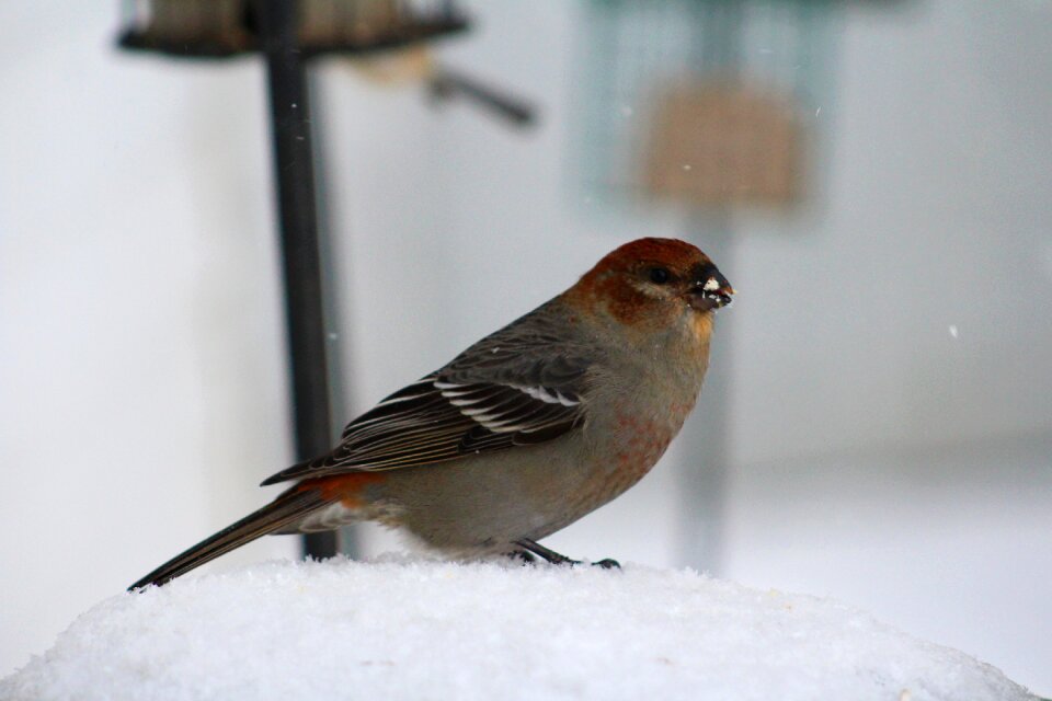 Female winter snow