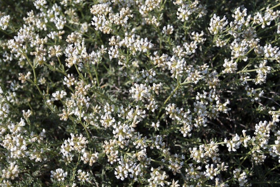 White flowers mediterranean vegetation medicinal plants