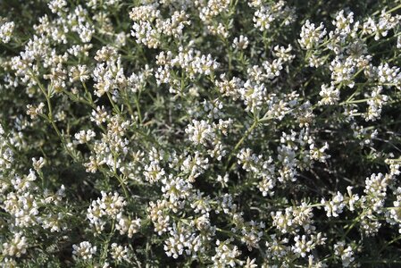White flowers mediterranean vegetation medicinal plants photo