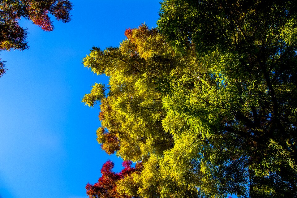 Leaves colorful bright