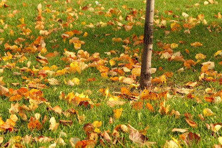 In the fall of colorful nature photo