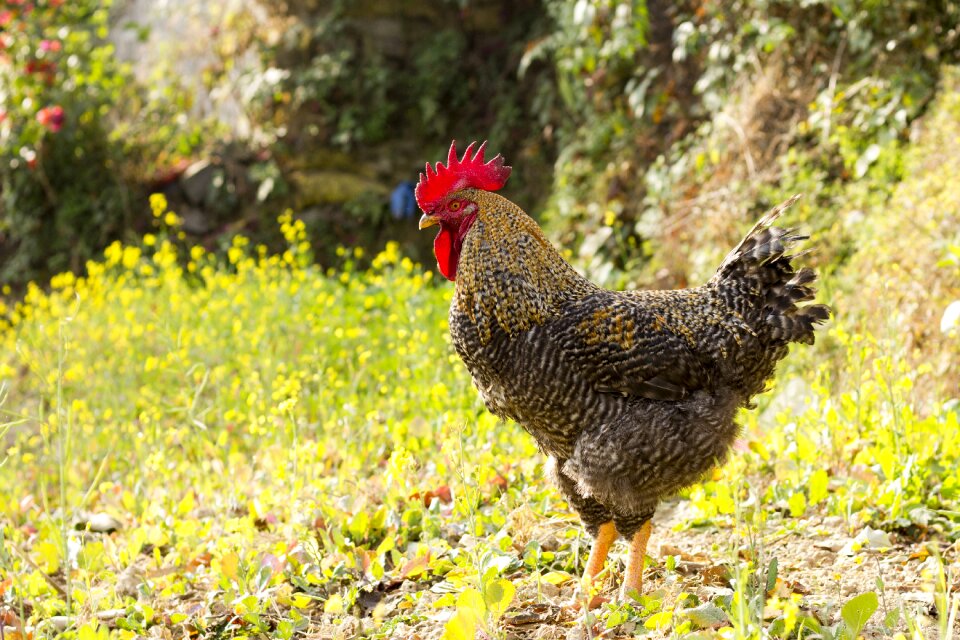 Farm poultry chicken