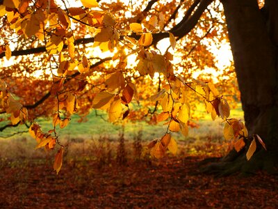 Autumn backlighting golden photo