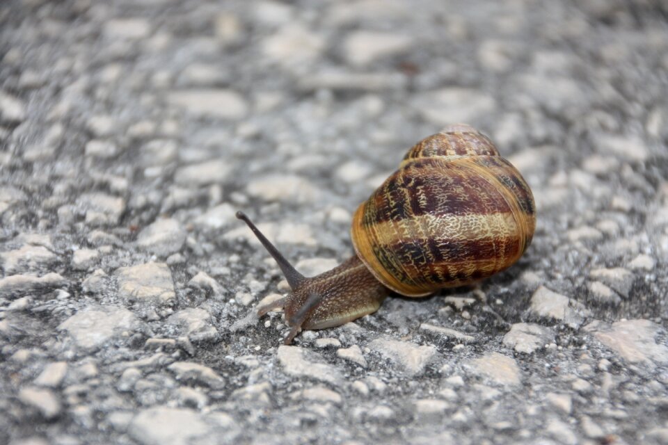 Fauna slowly snails