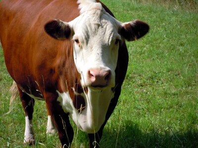 Mammal cows head