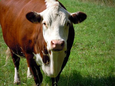 Mammal cows head photo