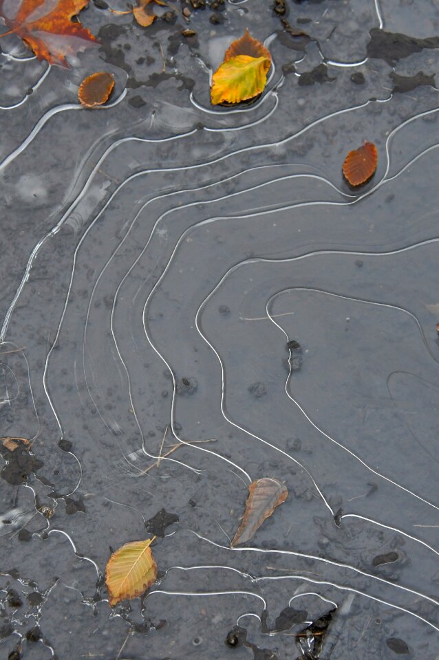 Frozen puddle nature cold photo