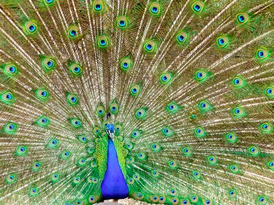 Colorful peacock feathers plumage photo