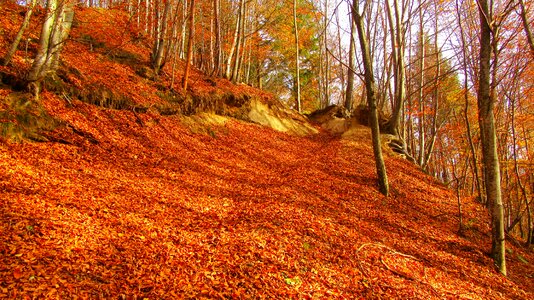 Autumn wood road cover