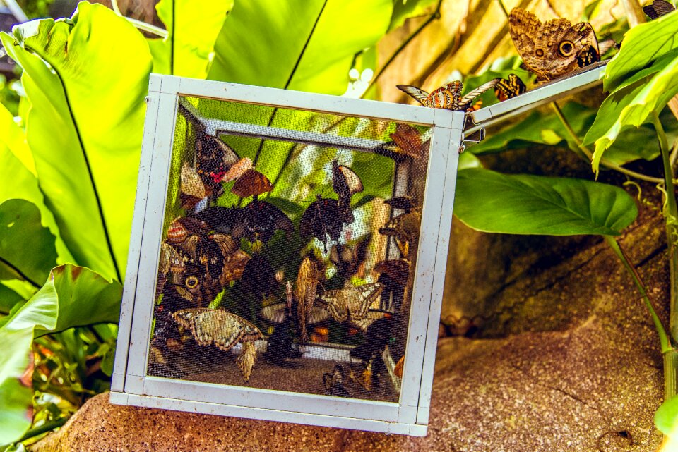 Open tropical garden