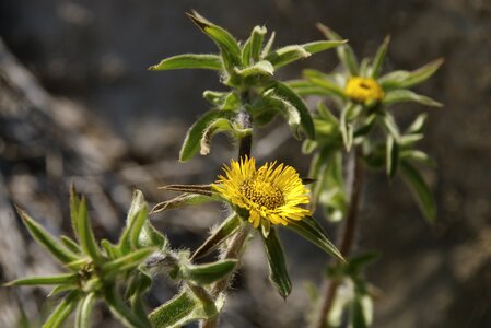 Yellow flowers mediterranean vegetation medicinal plants photo