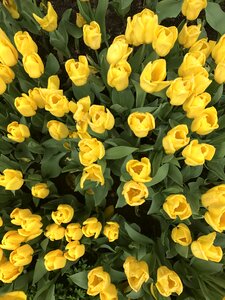 Flowers garden