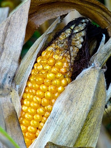 Hair corn corn plant