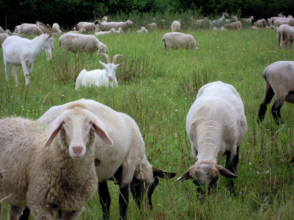 Pasture cattle rural
