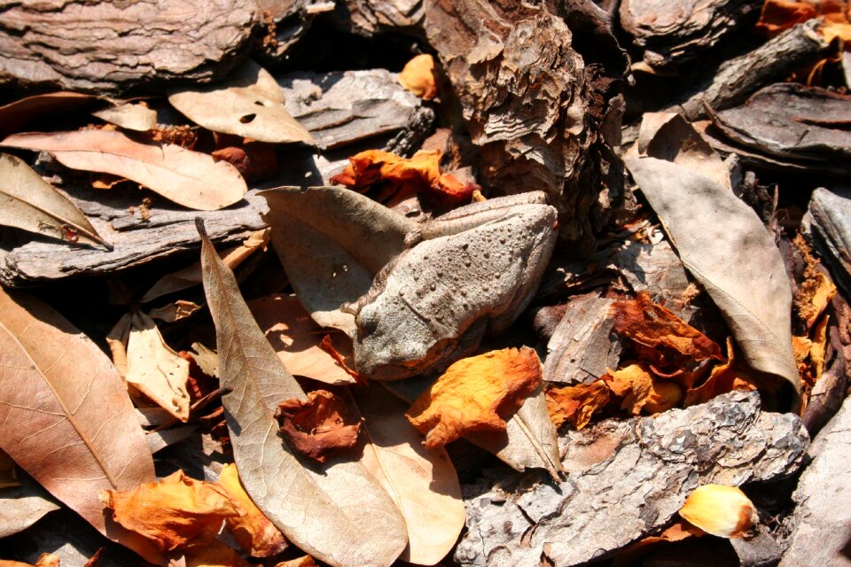 Nature amphibian amphibians