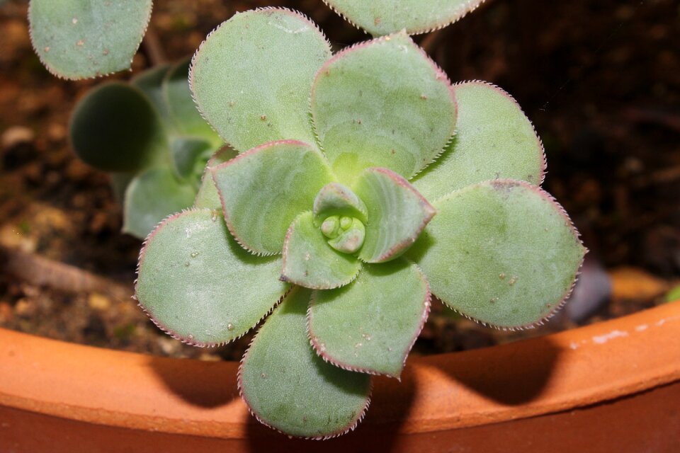 Succulent plant leaf