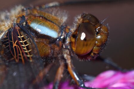 Macro nature dragonflies
