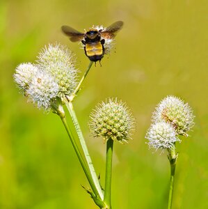 Pollen nature summer photo