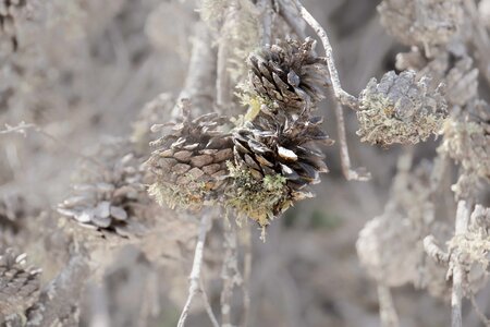 Provence pinecone tree