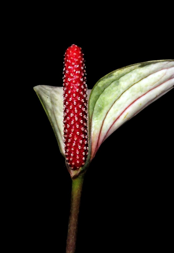 Garden flora plant