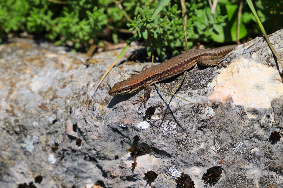 Nature creature close up