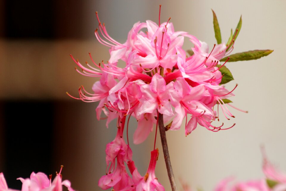 Bloom flowers shrub