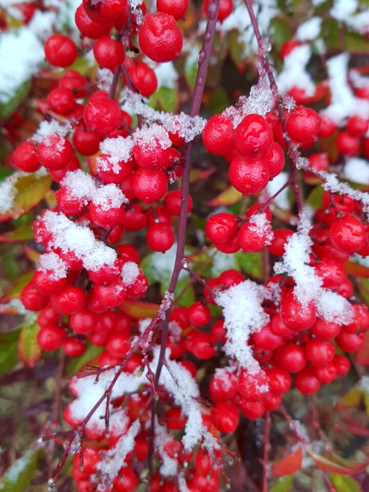 South springs winter yard winter garden