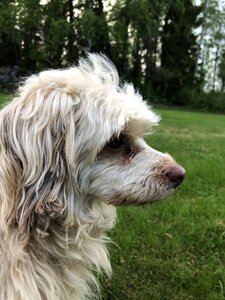 Bolonka lapdog companion dog photo