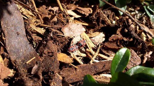 Beetle fire bugs nature