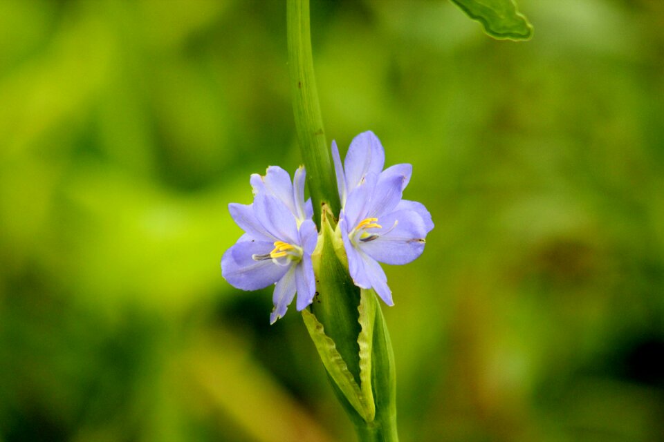 Bloom plant spring