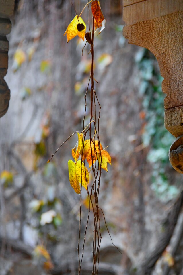 Mood autumn mood passing away