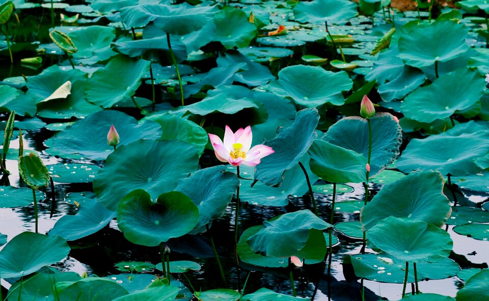 Green blossom summer