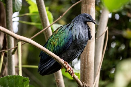 Exotic bird south america plumage