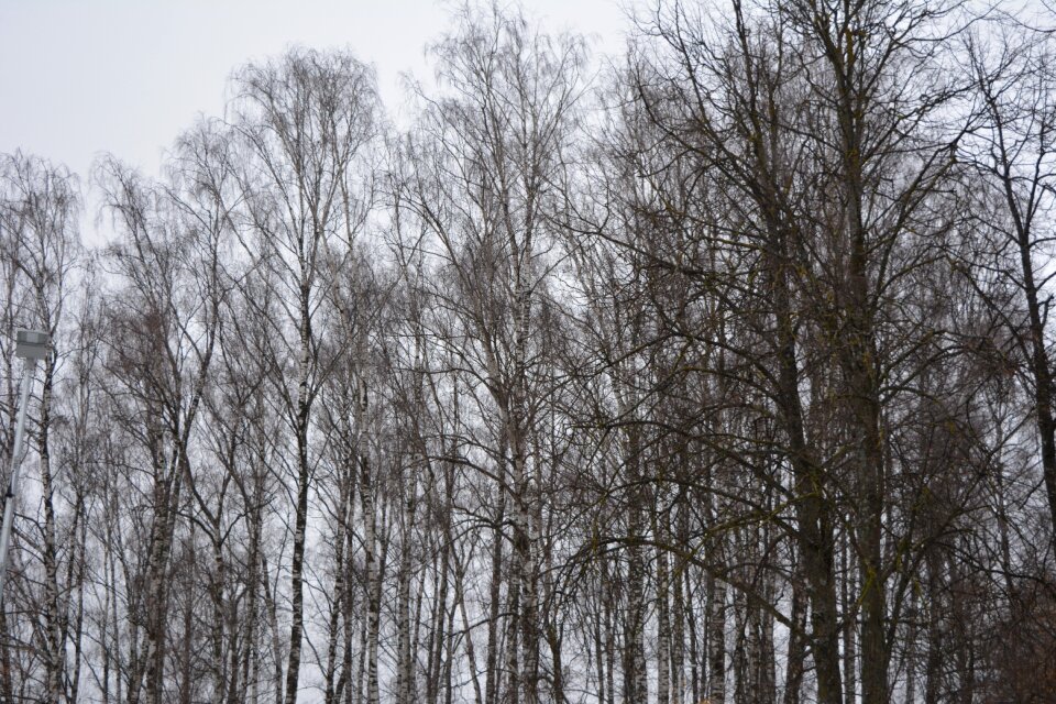Trees without leafs naked trees