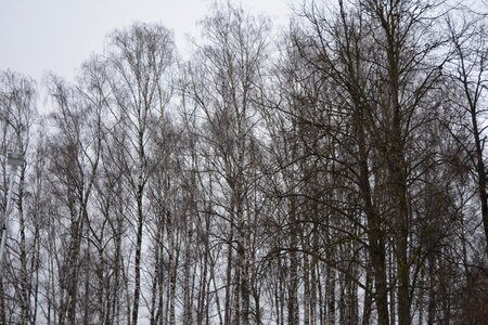Trees without leafs naked trees
