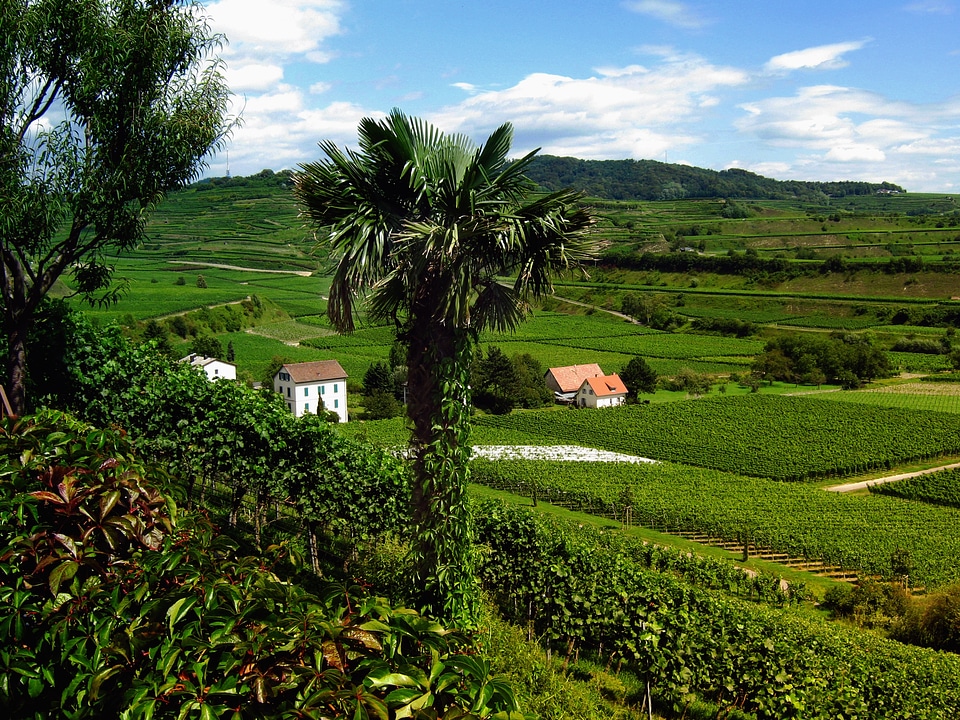 Vineyard winegrowing vines