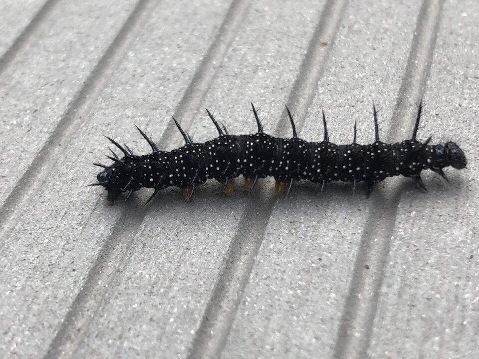 Millipede insect caterpillar