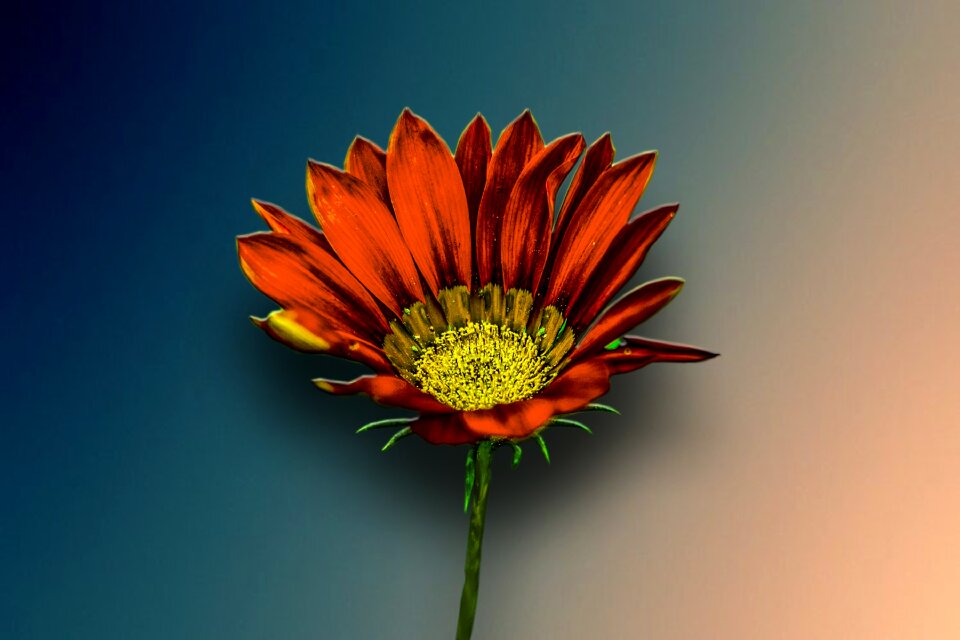 Beautiful flower spring colorful
