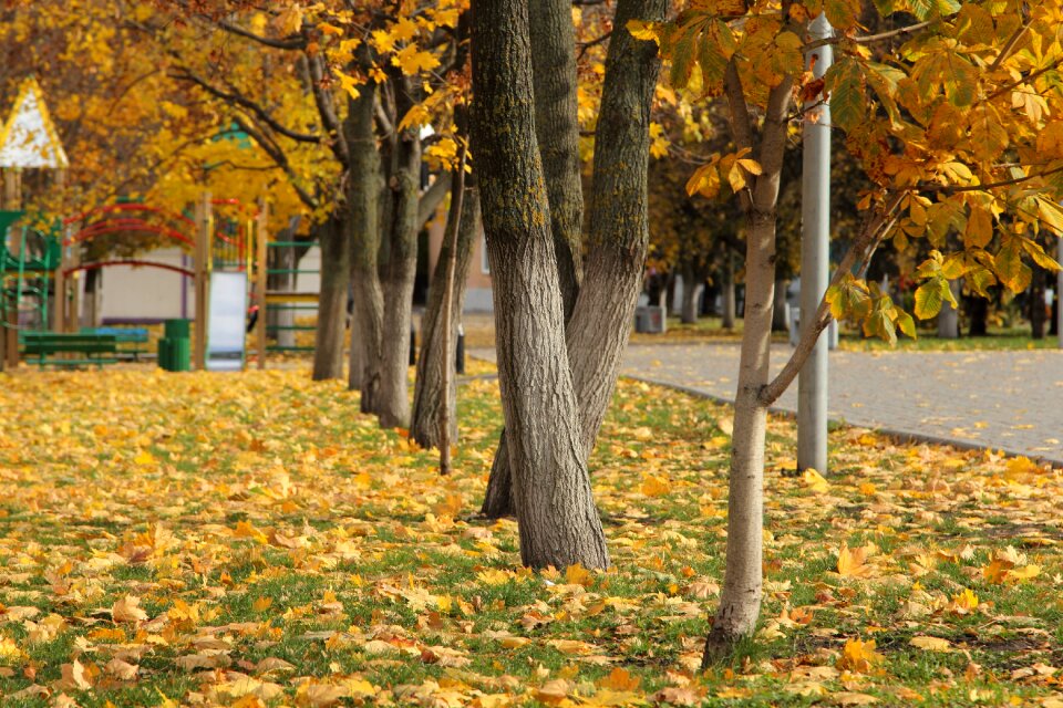 Forests landscape in the fall of