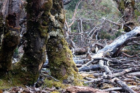 National park old forest weathered photo