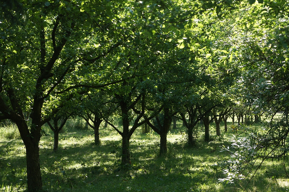 Orchard nature leaves