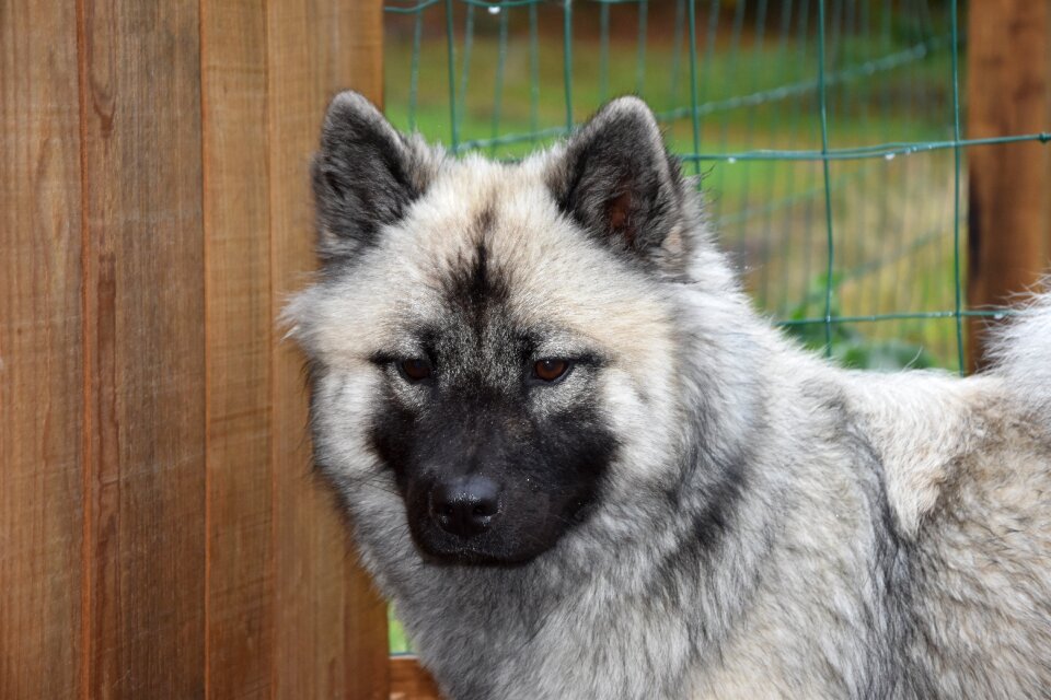 Animal domestic female