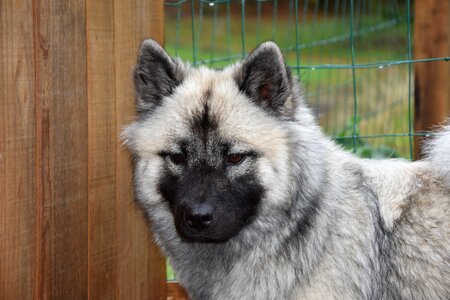 Animal domestic female